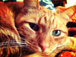 935191_10151431007488317_1267880561_n