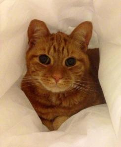 1231240_10151656089443317_470405924_n