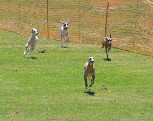 10007504_10152379103392652_988747498_n