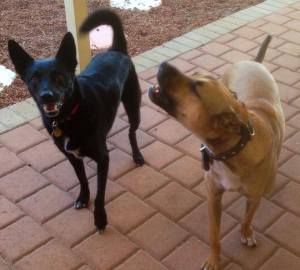 1017418_583764918378225_1871994407_n