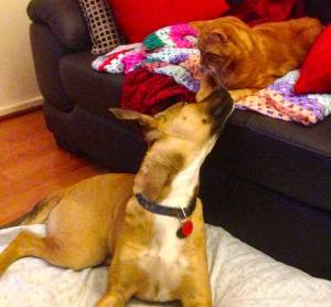 1185291_609323642489019_183838132_n