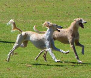 1658727_10152375231567652_304372915_o