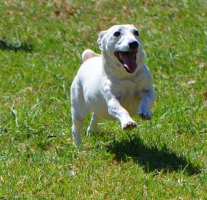 1780801_10152375181802652_432395408_n