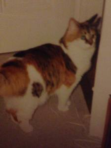 1962675_609347279153322_1827559036_n