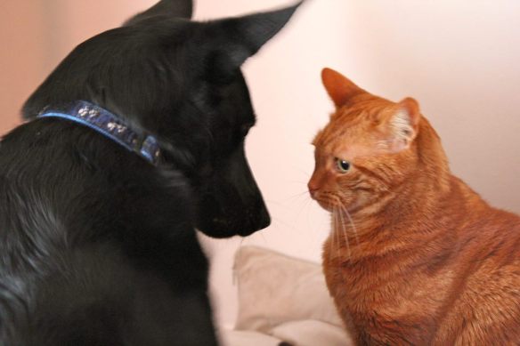 532207_609324885822228_1860514197_n