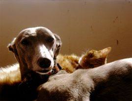 563215_609329669155083_1571547699_n