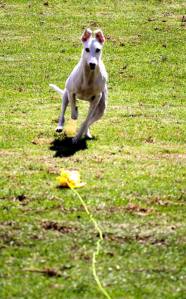 10152408_10152031020358317_1821676939_n