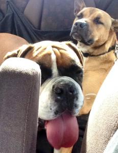 10338823_10152109132393317_3554137582278846980_n