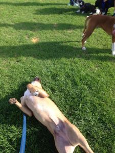 1513761_10152109261713317_5646475764718238397_n