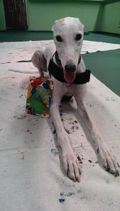 10246752_684097354967177_8255741664220940909_n