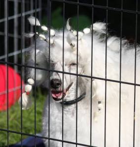 10348466_10204302034141103_2884507096107275520_n