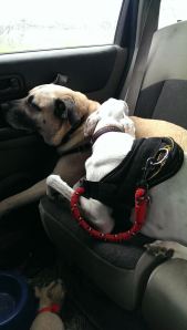 10359244_702080966502149_7019484617412922344_n