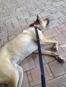 10452306_662020313886018_1965263950095129292_n