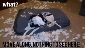 10464148_718584931518419_3859356392662969817_n