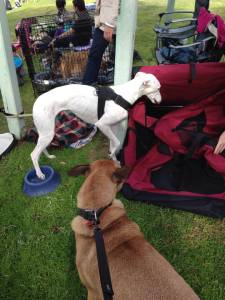 10517584_662020460552670_2824292422610396961_n