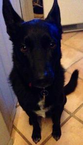 10525680_10152240491768317_1261410927232834792_n