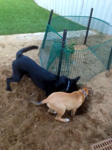 484801_10151365999398317_224252840_n