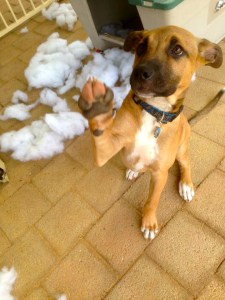 63390_10151390404593317_211326262_n