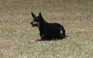 Ruby the Kelpie June 14