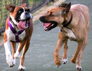 10551075_683596318395084_4256826329900557973_n