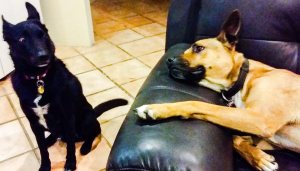 1555567_686108731477176_3335147694028628897_n