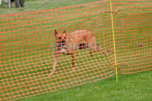 Brutus fence breaker Aug 2014