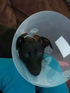 Kylie Elaine Woodward