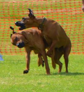 Mac and Bailey playing