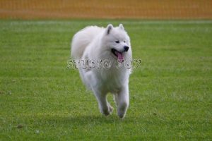 Samoyed 2