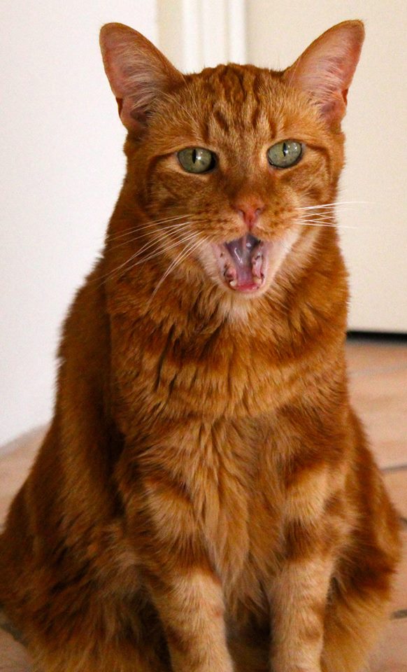 10348534_746988105389238_2041452088819391840_n