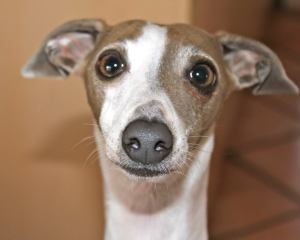 10670274_746996402055075_82575937971292471_n