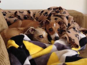 10968054_10152605695961921_215579022_n