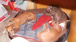 amex shine and toppa