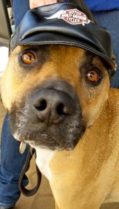 10404852_844892512248829_1231344596190812741_n