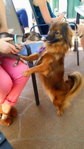 11108207_10152811817203317_4945549052212439776_n