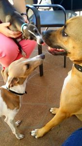 11118382_10152811820943317_3075551681171437184_n