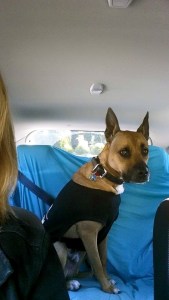 11136679_819249808163067_7001234356011479789_n