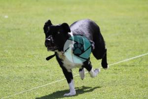 11137129_1633570590205421_6789360281179030844_n