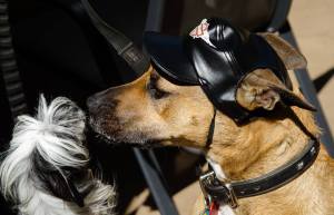 11148668_10205537576774076_685039937911804874_n