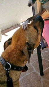 11164823_10152811817503317_7013554678036054970_n