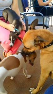 11269806_10152866900688317_2615376840843712679_n