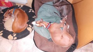 10987350_10204926615497987_6202875115963165751_n