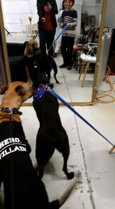 11377267_10152879323733317_2234150612644594788_n