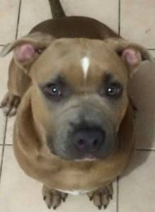 MAX THE STOLEN STAFF