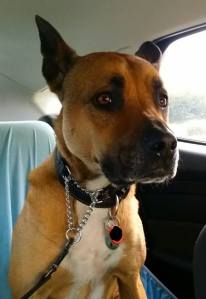 11880405_10153077699183317_2151334692541059425_n