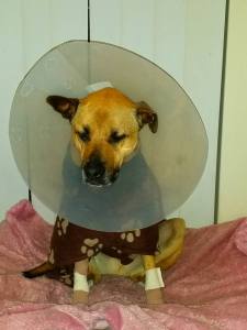 11917674_10153078421973317_3770795908447460476_n