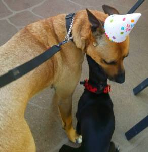 12049419_10153178936088317_8370588962351535869_n