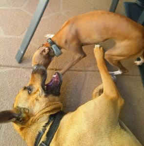 12079938_10153178943823317_1109169880399769756_o