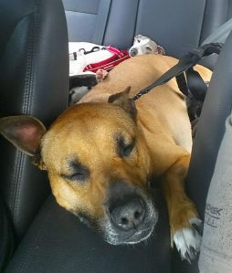 12095070_10153178944713317_6397764508469035246_o