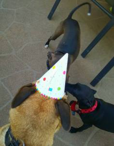 12107201_10153178935563317_7589328597035810411_n